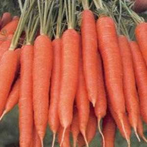 Магно F1 - морковь, (< 1,6), Rijk Zwaan Голландия фото, цена